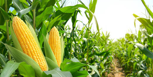Nebraska harvested 9.5 million acres of corn in 2023, making it the third-largest corn producing state in the country. (Adobe Stock) 