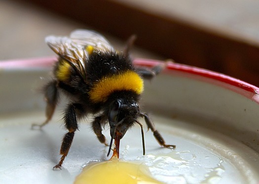 Bumblebee colonies have annual life cycles, according to the ZYWang Lab at the University of Washington, where researchers study natural social behavior changes in aging bees. Current research examines how isolation affects these patterns, with implications for understanding solitary confinement's effects. (Pixabay/iira116)
