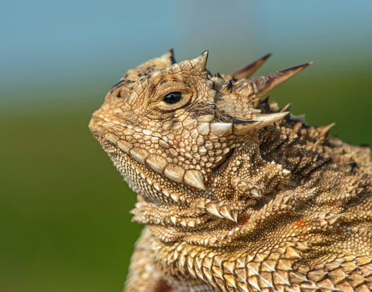 El lagarto cornudo de Texas est� actualmente catalogado como especie amenazada. Se encuentra desde el centro-sur de Estados Unidos hasta el norte de M�xico, en gran parte de Texas, Kansas, Nuevo M�xico y Oklahoma. (David McGowen/Adobe Stock)