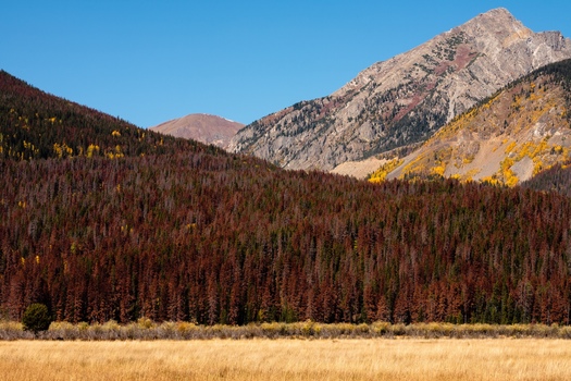 Colorado forests have not seen below-average winter temperatures in more than three decades, and four of the last five years have brought below-average precipitation. (Adobe Stock)