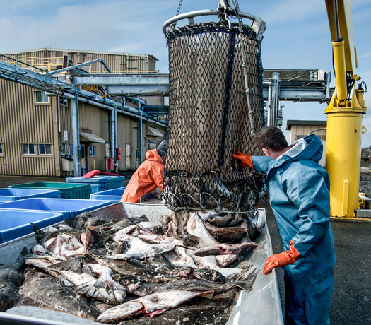 Commercial fishing has become a $229 billion industry, with between 1.1 trillion and 2.2 trillion fish caught every year. (Wakr10/Adobe Stock)