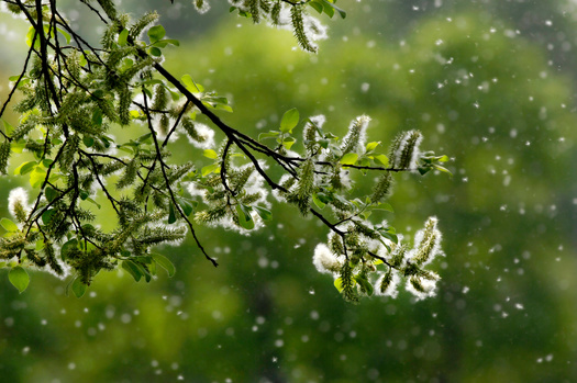 Tree pollen is among the biggest triggers for Iowans who suffer from seasonal allergies. (Adobe Stock)