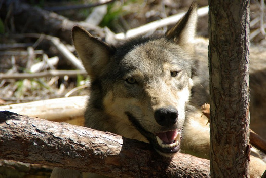 Wolves are not expert hunters, only succeeding about 10% of the time, but their presence keeps deer and other animals from destroying too much plant life. (Washington Dept. of Fish and Wildlife)