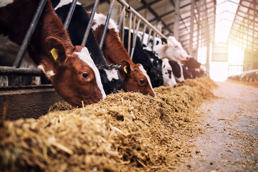The study analyzed 56 million cow-level production records across 18,000 dairy farms from 2012 to 2016. (Adobe Stock)