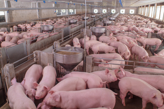 The United States is the third-largest pork producer in the world and already exports around one-third of the pork it produces domestically. (Chayakorn/Adobe Stock)