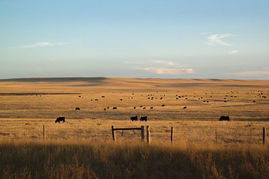 When cows eat plant cover faster than it can regrow, it erodes and degrades the soil beneath, making it more susceptible to runoff and other undesirable consequences. (Saed/Adobe Stock) 