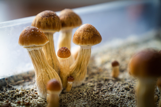 Mushrooms and other psychotropic plants have been used in healing, spiritual and ceremonial contexts by cultures around the world for thousands of years. (Adobe Stock)