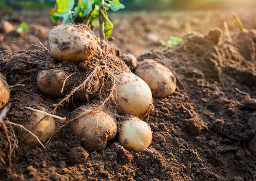 Potatoes are one of 200 crops pivotal to the U.S. food system. DOGE has made cuts to the U.S. agency that maintains the crops' genetics and seed supply. (Adobe Stock)