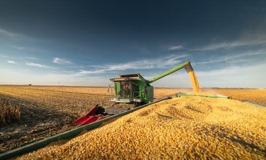 Iowa produced 2.5 billion bushels of corn in 2023, according to the U.S. Department of Agriculture. (Adobe Stock)