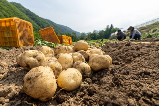 Colorado is the second-largest fresh potato growing region in the nation, and the crop is a significant financial driver in the rural San Luis Valley. (Adobe Stock)