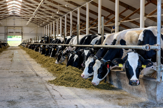 Some North Dakota towns have seen plans come together for large-scale dairy operations, prompting debate about what kinds of tools local communities should have in restricting them due to environmental concerns. (Adobe Stock)