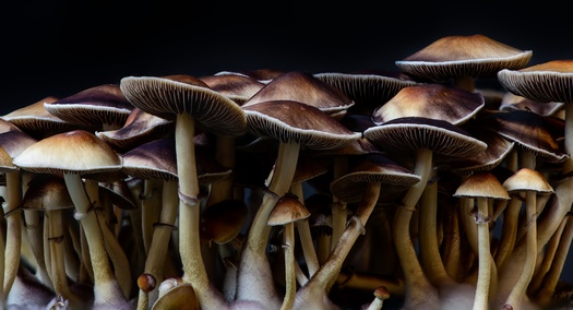 Psilocybin is a naturally occurring compound found in more than 200 species of mushrooms that has psychedelic effects, according to research by Oregon State University. (Adobe Stock) 
