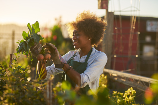 In 2023, the U.S. Department of Agriculture awarded $7.4 million in grants to boost urban farming and food access in struggling communities. (Joshua Resnick/Adobe Stock)