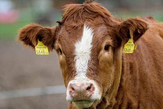 All cattle and calves on Florida farms and ranches as of January 1, 2024, including dairy cattle, totaled 1.56 million head, down 50,000 head from 2023, according to the Florida Department of Agriculture and Consumer Services. (Pixabay)