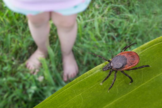 Most cases of Lyme disease occur during June and July. However, it is possible to get Lyme disease whenever ticks are active in temperatures above freezing. (Adobe Stock)