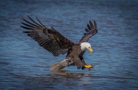 Among species protected under the Endangered Species Act, 99% have been saved from extinction, including the bald eagle. (Adobe Stock)