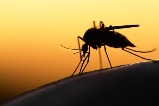 The American Mosquito Control Association says almost 2,500 cases of West Nile disease were reported in 2024, with 165 deaths, a significant increase from recent years. (Adobe Stock)