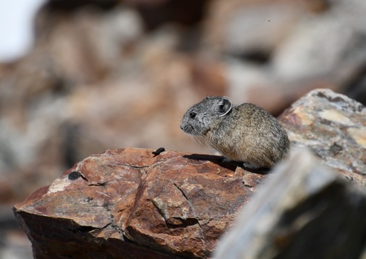El Fondo para la Conservacin del Hbitat ha protegido a muchas especies, incluida la pika, que habita en las zonas altas de la Sierra Nevada. (Beth Pratt/NWF)