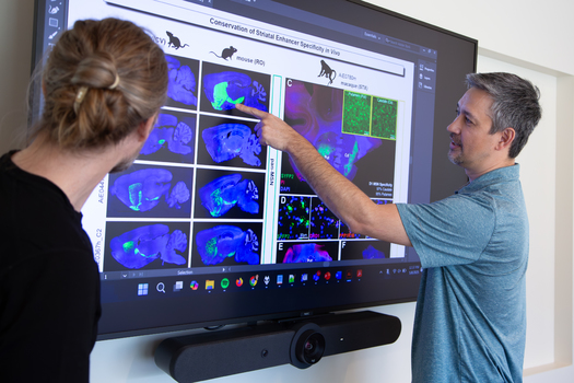 Allen Institute scientists Trygve Bakken (left) and Jonathan Ting (right) discuss research figures and data related to enhancer AAV tools. (Jenny Burns/Allen Institute) 