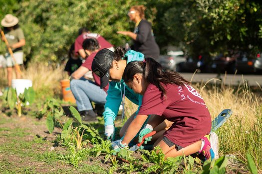 Voluntarios cultivan taro en Oregon, un cultivo fundamental en las tradiciones hawaianas. (KALO HCC)
