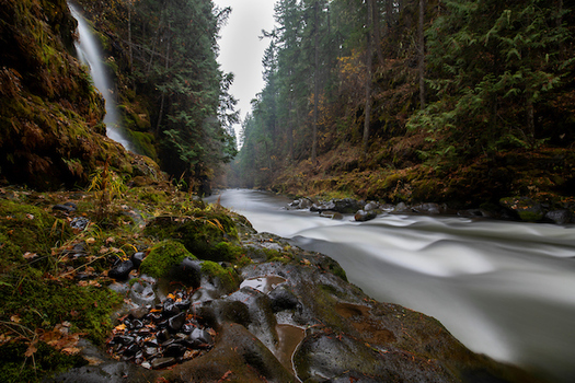 The dam removal opened up more than 30 miles of new spawning grounds for steelhead and 15 miles of salmon habitat. (Ian Shive)