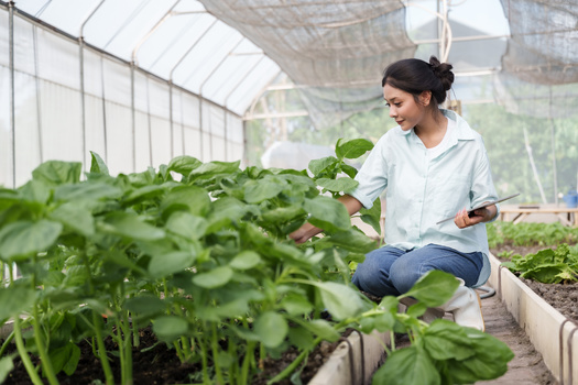 As the nation's farmers retire, beginning and socially disadvantaged farmers could fill the void but their input is needed in developing support programs. A Minnesota group said it was trying to create awareness before a federal grant was abruptly canceled. (Adobe Stock)
