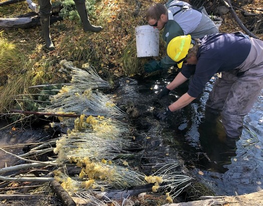Beavers' dam expertise helps NM communities restore waterways