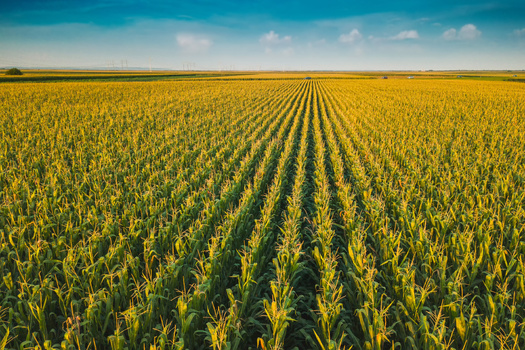 Nebraska farmers harvested 1.89 billion bushels of corn in 2024, ranking it third highest in the nation, according to the Nebraska Corn Board. (Adobe Stock)