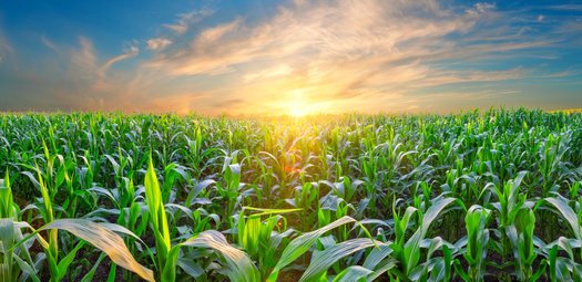 Iowa farmers produced 2.63 billion bushels of corn in 2024, making the state the nation's number one corn producer, according to CropProphet. (Adobe Stock)
