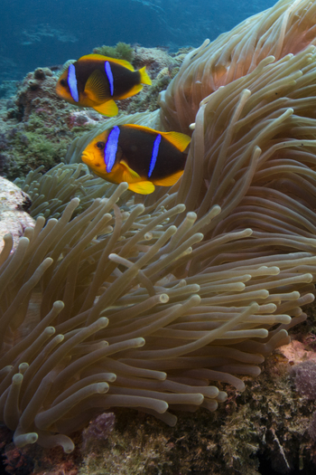 Deep-sea habitats like this one in American Samoa are being considered for mineral mining projects. (Susanna Pershern/Submerged Resources Center)