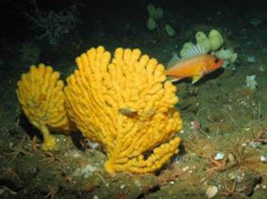 Deep-sea corals are among the species at risk from seabed mining. A greenspotted rockfish hides behind gold coral off the California coast. (Oceana)