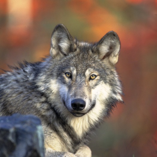 Gray Wolf PHOTO CREDIT: Gary Kramer, USFWS