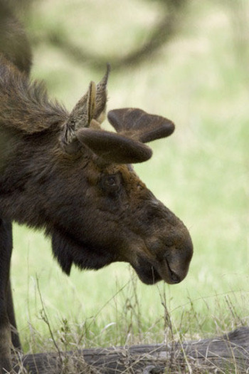 Young moose. Photo credit: U.S. Fish and Wildlife Service