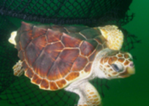 Loggerhead turtle swimming out of a TED, Photo by NOAA