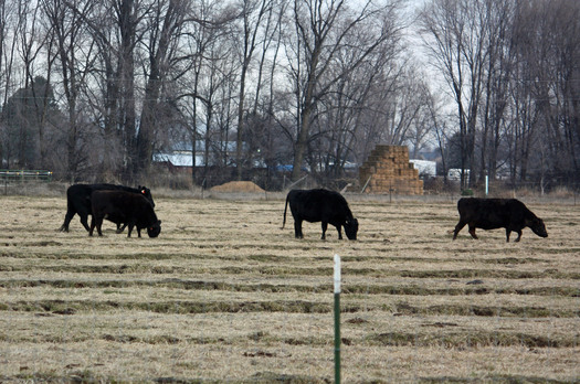 PHOTO: cows grazing. Photo Credit: Deborah Smith