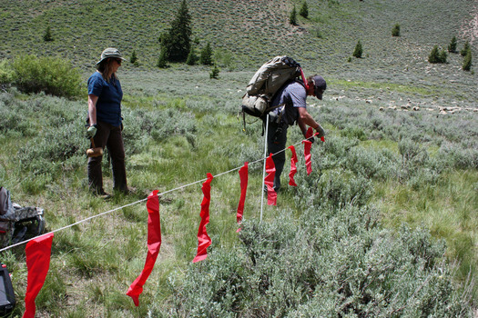 PHOTO: Turbo fladry (portable electric flag fencing) being set up. Photo credit: Deborah Smith