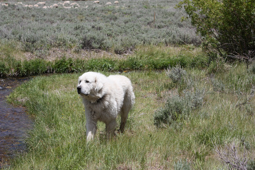 PHOTO: Livestock protection dog with sheep in background. Photo credit: Deborah Smith