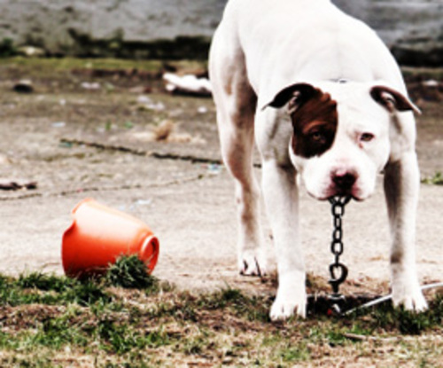 Dog chained. Photo credit: Humane Society of the United States