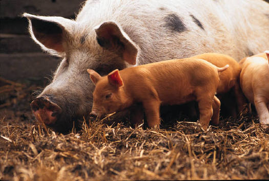 PHOTO: Many studies suggest that it's actually cheaper to raise pigs in 'group housing' systems.
