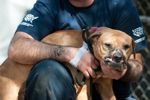 The Humane Society of the United States Animal Rescue Team assisted the Jacksonville Sheriffs Office in conducting an investigation of a suspected dog-fighting operation in Jacksonville, Florida, resulting in an arrest of one individual and the seizure of 17 dogs. (Kathy Milani/The HSUS)