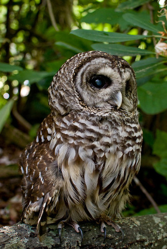 PHOTO: Barred Owl housed at the Blue Ridge Wildlife Institute, Picture provided by Blue Ridge Wildlife Institute 