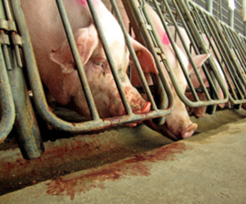 Pigs * Gestation Crates 