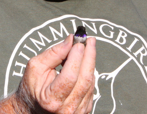 PHOTO: Fred Bassett, Hummingbird Research, Inc., holding a male, black-chinned hummingbird. Photo credit: Deborah Smith