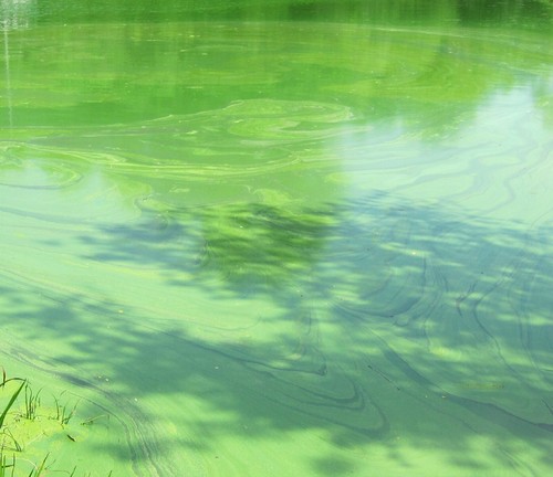 PHOTO: Blue-Green Algae