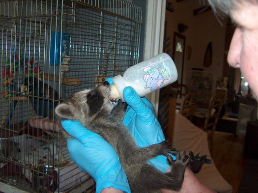 PHOTO: Baby raccoon receives attention by Genesis staff. Courtesy of Genesis Wildlife Sanctuary