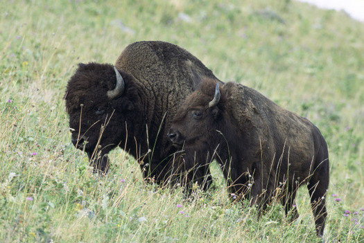 PHOTO: Bison and calf. Photo credit: USFWS