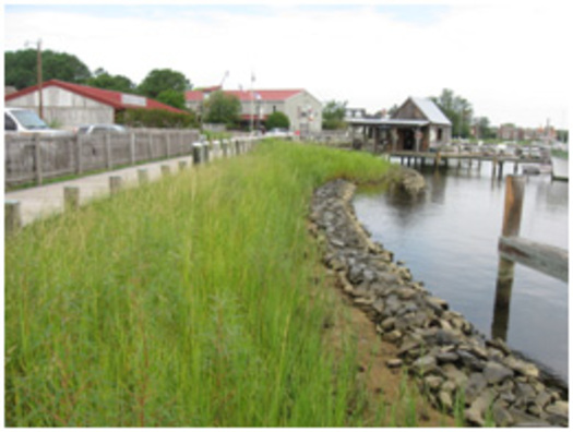 PHOTO: Example of a living shoreline. Courtesy of the Chesapeake Bay Trust.