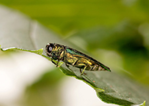 PHOTO: An emerald ash borer Photo credit: USDA