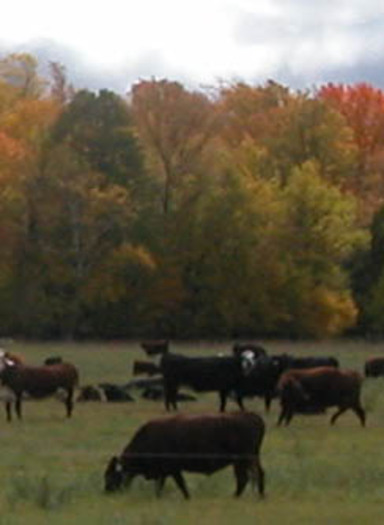 PHOTO: Cows on Hidden-Vue Farm (used with permission)
