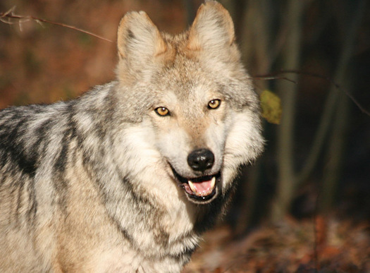 PHOTO: Mexican Gray Wolf. Courtesy: Wolf Conservation Center.